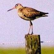 Hudsonian Godwit